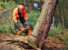 How Our Tree Care Process Works  in  Glen Alpine, NC