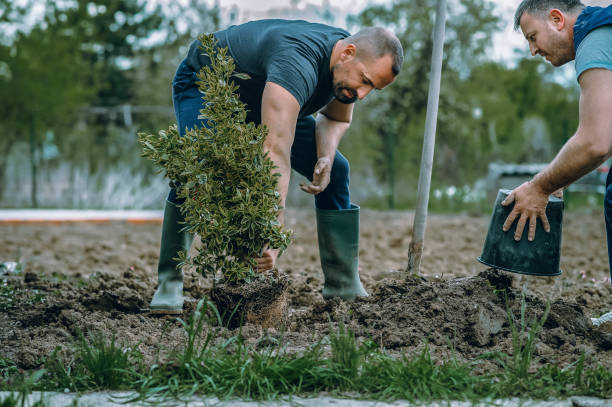 Best Root Management and Removal  in Glen Alpine, NC