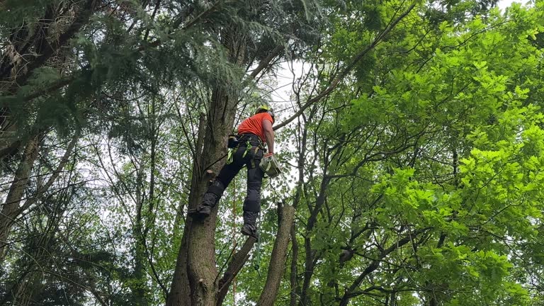 Trusted Glen Alpine, NC Tree Removal Experts